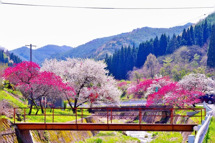 Yori's Ichiri Peach Blossoms