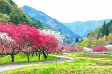 Tourist destination images of Yori's Ichiri Peach Blossoms(2)