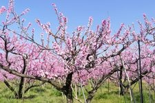 Tourist destination images of Peach Blossom Paradise (Tougenkyou)(1)