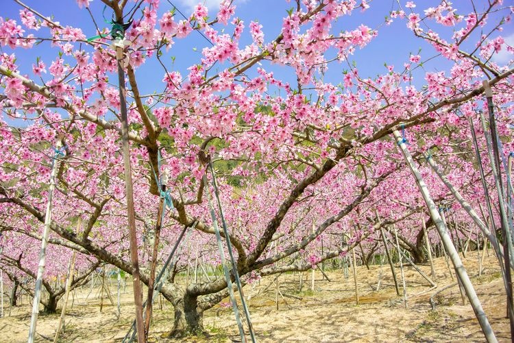 Kurashiki City Tamashima Yajima Peach Orchard (Kibi Highland White Peaches)