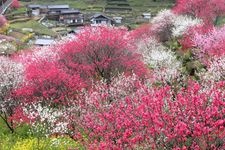 Tourist destination images of Kamikuki Peach Blossoms(2)