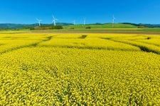 横浜町　菜の花畑の観光地画像(2)