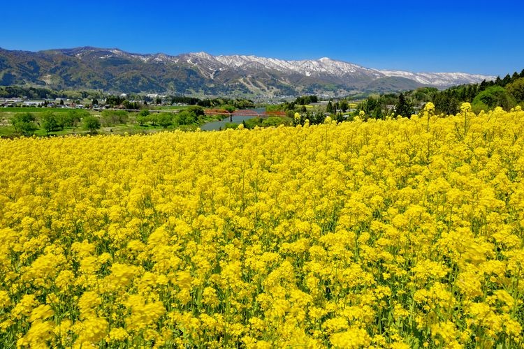 Iiyama City Rapeseed Flower Park