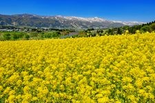 Tourist destination images of Iiyama City Rapeseed Flower Park(1)