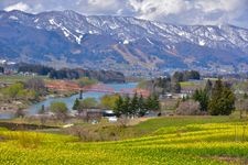 Tourist destination images of Iiyama City Rapeseed Flower Park(3)