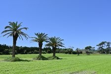 Tourist destination images of Irago Nanohana Garden(1)