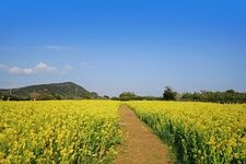 Tourist destination images of Irago Nanohana Garden(1)