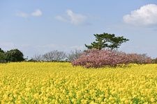 Tourist destination images of Irago Nanohana Garden(3)