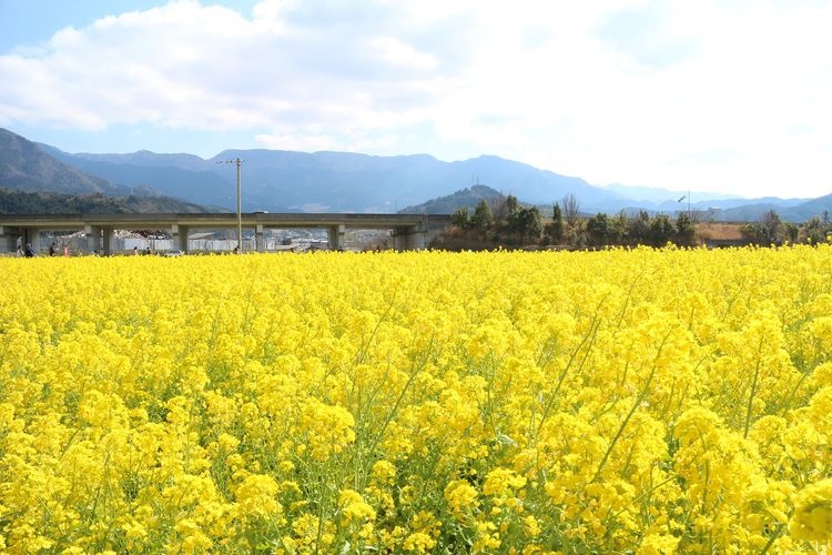 Minanara Rapeseed Flower Field