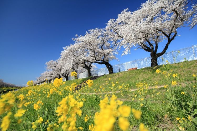 Tourist destination images of Saga River(2)