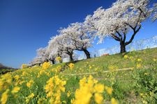 Tourist destination images of Saga River(2)