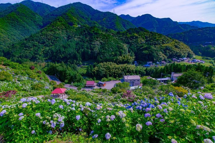 Shingu Hydrangea Village