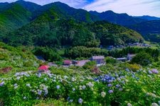 Tourist destination images of Shingu Hydrangea Village(1)