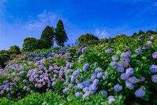 Tourist destination images of Shingu Hydrangea Village(2)