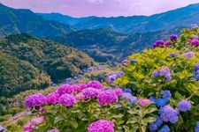 Tourist destination images of Shingu Hydrangea Village(3)