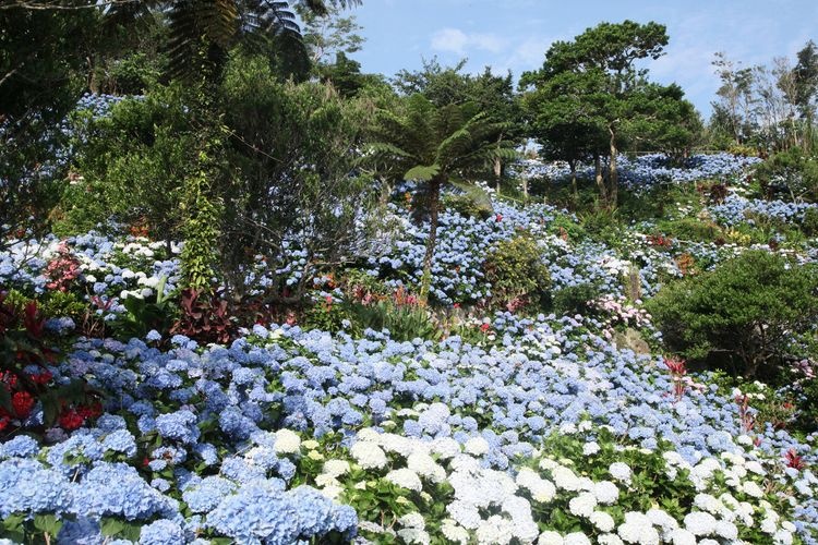 よへなあじさい園（Yohena繡球花園）