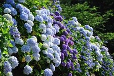 Tourist destination images of Gomadoyama Hydrangea Garden(1)