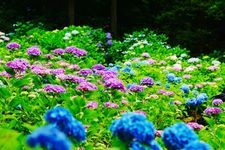 Tourist destination images of Gomadoyama Hydrangea Garden(3)