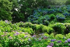 Tourist destination images of Gomadoyama Hydrangea Garden(4)