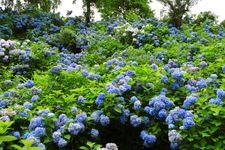 Tourist destination images of Kourinji Temple(2)