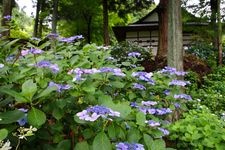 Tourist destination images of Kourinji Temple(3)