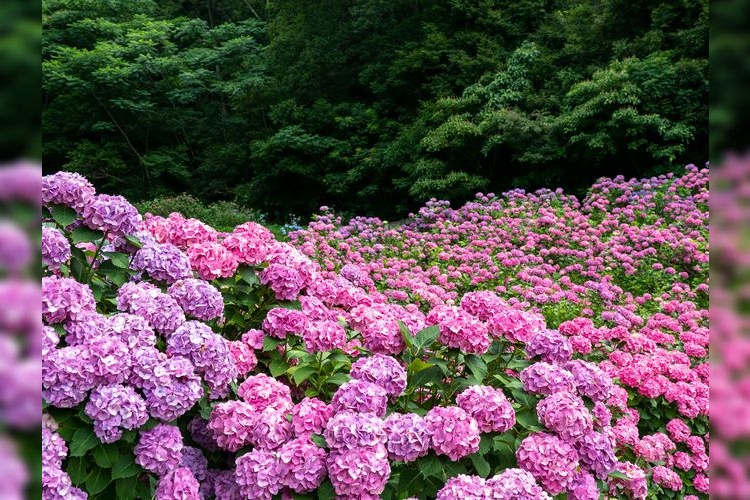 Katsura Onsen Hydrangea Village