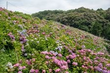 形原温泉あじさいの里の観光地画像(2)