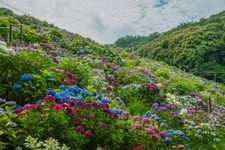 形原温泉あじさいの里の観光地画像(3)