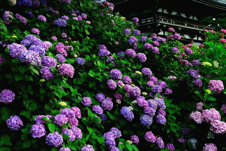 Tourist destination images of Kanonji Temple(2)