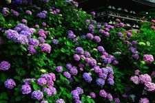 Tourist destination images of Kanonji Temple(2)