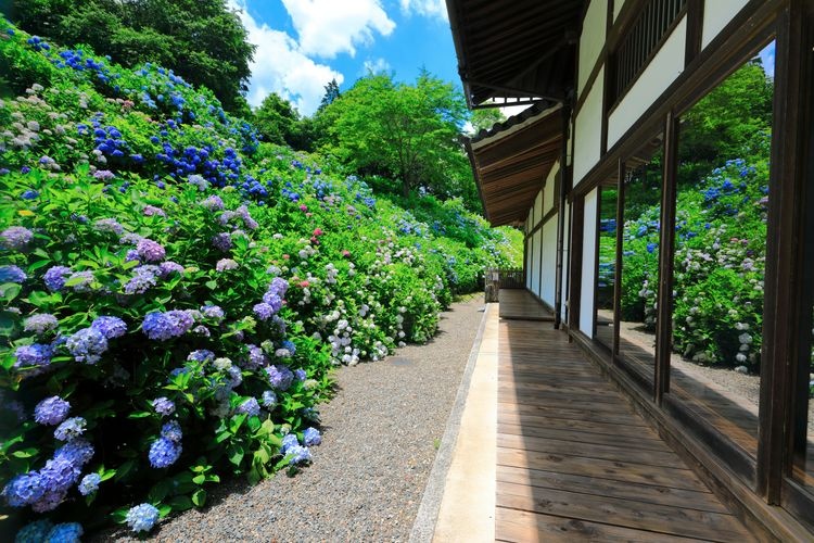 Kanonji Temple