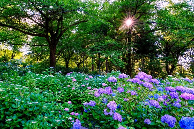 Onoike Hydrangea Park