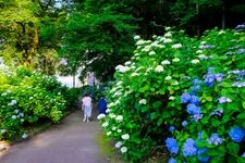 Tourist destination images of Onoike Hydrangea Park(2)