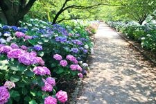 Tourist destination images of Noichi Hydrangea Street(2)