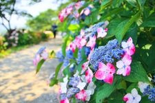 Tourist destination images of Noichi Hydrangea Street(3)