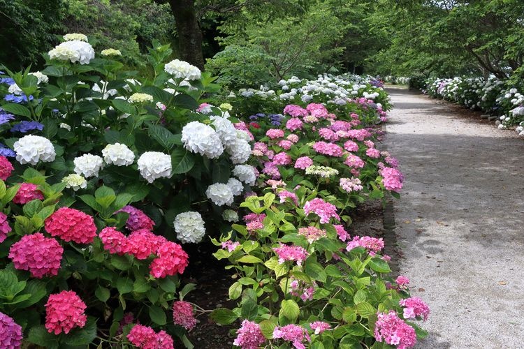 Noichi Hydrangea Street