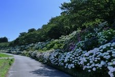 Tourist destination images of Noichi Hydrangea Street(1)