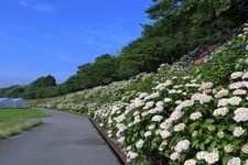 Tourist destination images of Noichi Hydrangea Street(2)