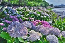 Tourist destination images of Noichi Hydrangea Street(3)