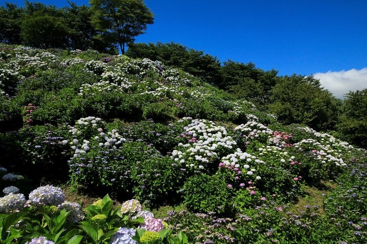 Utsubuna Park