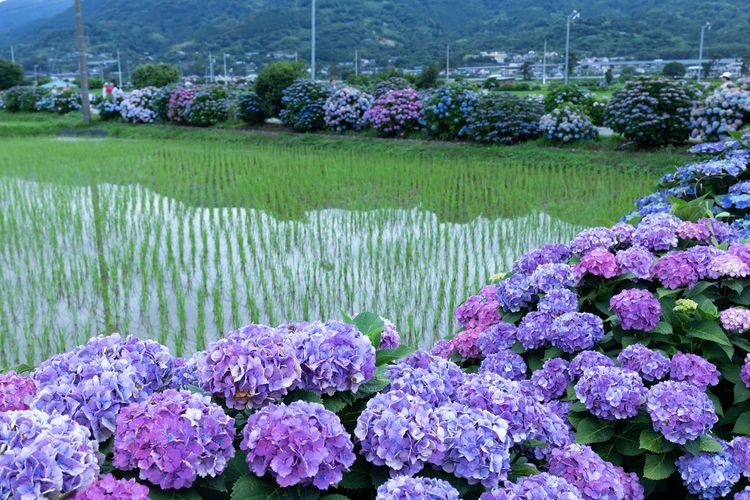 Kaisei Ajisai no Sato (Kaisei Hydrangea Village)