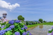 Tourist destination images of Kaisei Ajisai no Sato (Kaisei Hydrangea Village)(2)