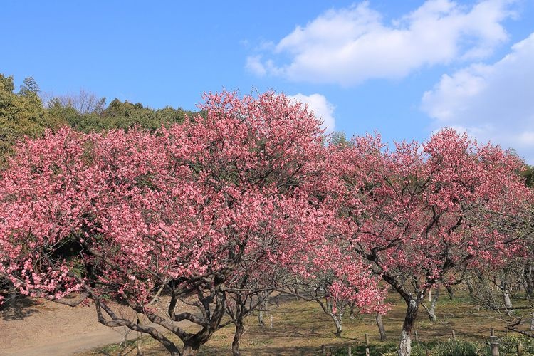 山田池公園的觀光景點圖片(3)