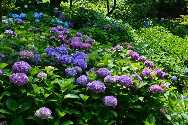 山田池公園的觀光景點圖片(4)