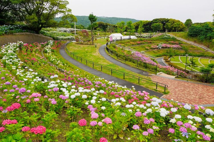 Wakamatsu Hydrangea Festival