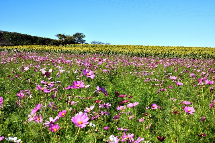 Hanashiroba Tourist Farm