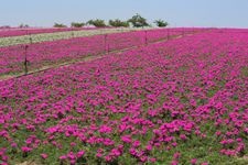 Tourist destination images of Hanashiroba Tourist Farm(2)