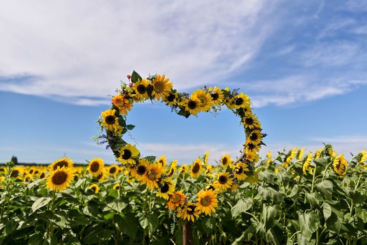 Kahokugata Reclamation Sunflower Village
