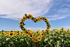 Tourist destination images of Kahokugata Reclamation Sunflower Village(1)