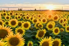 Tourist destination images of Kahokugata Reclamation Sunflower Village(2)